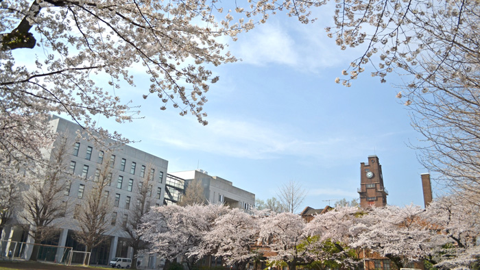 13号館と桜